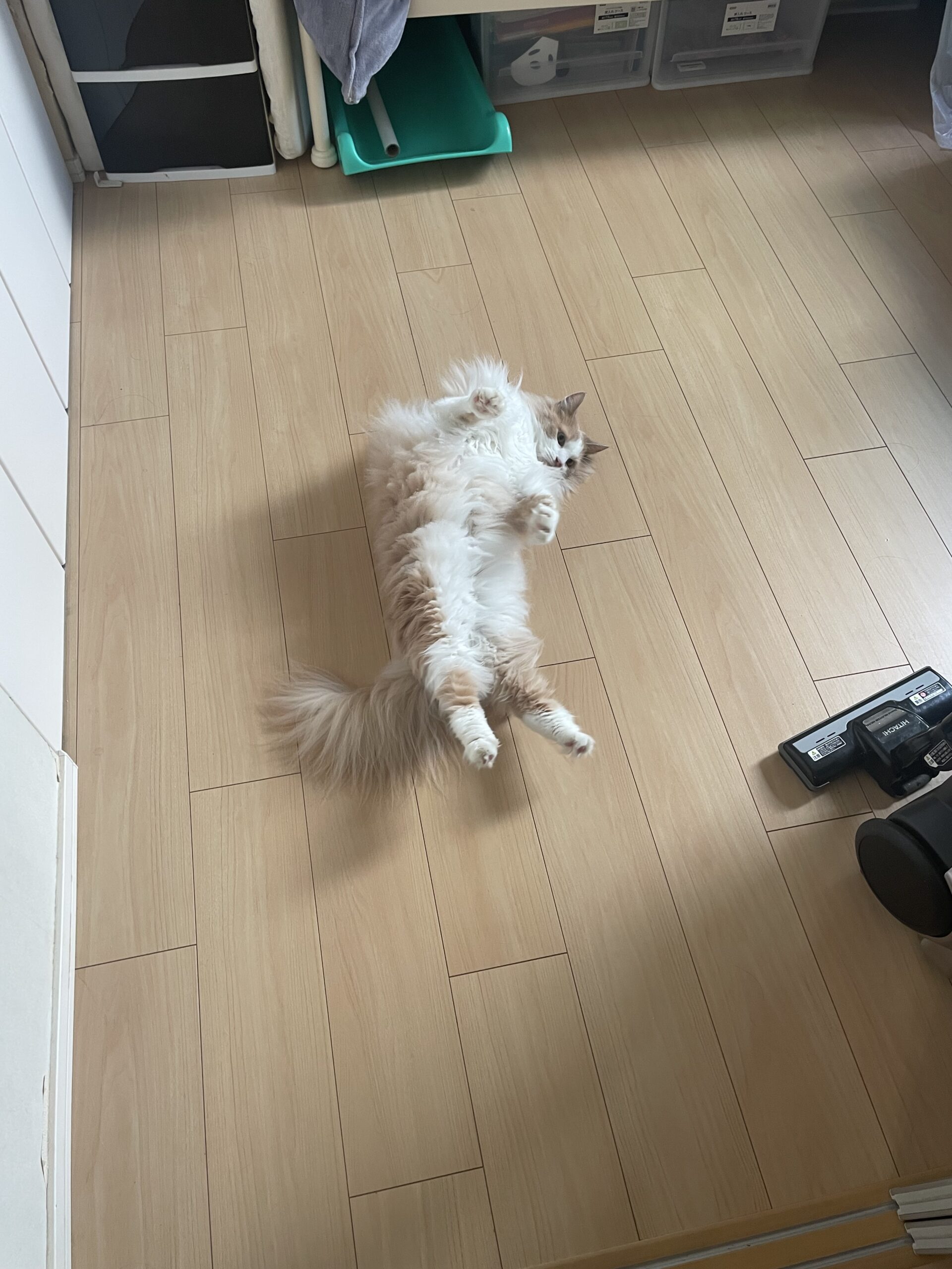 toshi